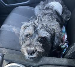Lost Male Dog last seen Belle Drive Antioch CA, Antioch, CA 94509