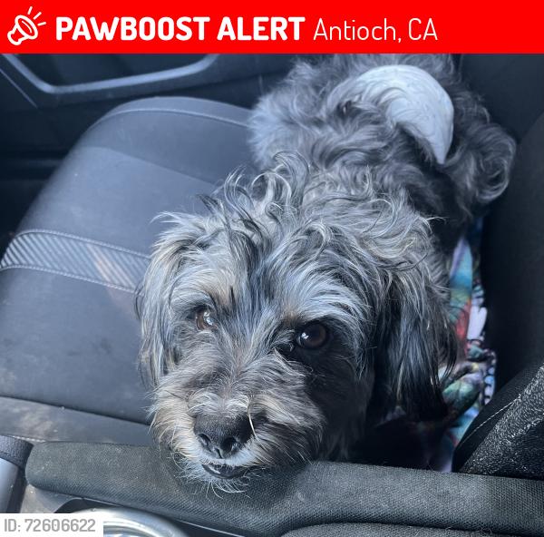 Lost Male Dog last seen Belle Drive Antioch CA, Antioch, CA 94509
