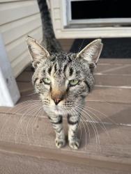 Found/Stray Male Cat last seen Irvington Bayou La Batre Hwy and 16th Street , Irvington, AL 36544