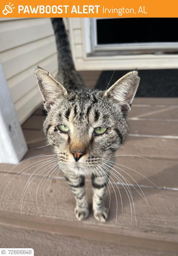 Found/Stray Male Cat last seen Irvington Bayou La Batre Hwy and 16th Street , Irvington, AL 36544