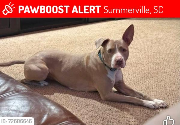 Lost Female Dog last seen Pine Hill Acres & Pine Forest. Jedburg rd & hwy78, Summerville, SC 29483