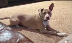 Lost Female Dog last seen Pine Hill Acres & Pine Forest. Jedburg rd & hwy78, Summerville, SC 29483