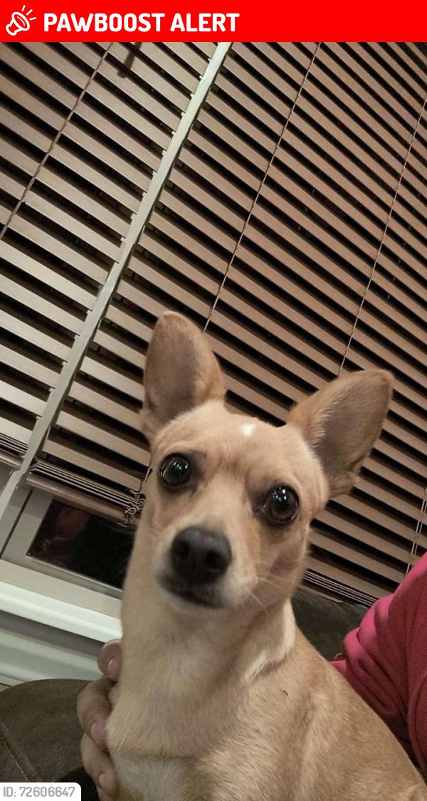 Lost Female Dog last seen Mays Branch rd, Crawford County, AR 72956