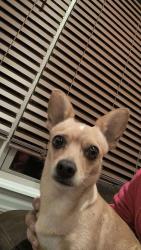Lost Female Dog last seen Mays Branch rd, Crawford County, AR 72956