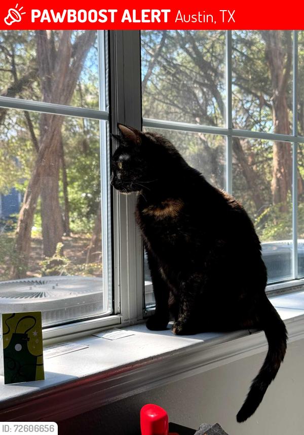 Lost Female Cat last seen Maa, Austin, TX 78726