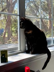 Lost Female Cat last seen Maa, Austin, TX 78726