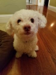 Lost Male Dog last seen Gay Road, Wilton, CA 95624