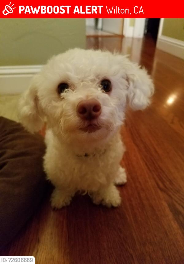 Lost Male Dog last seen Gay Road, Wilton, CA 95624