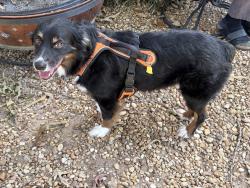 Lost Male Dog last seen Last at Target by Lavista Road and Northlake Parkway, Tucker, GA 30084