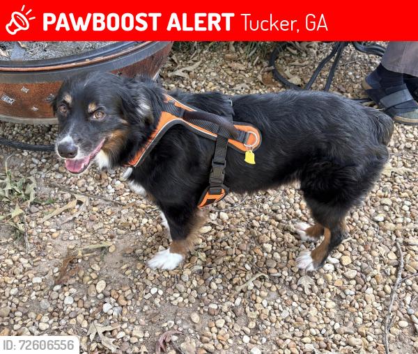 Lost Male Dog last seen Last at Target by Lavista Road and Northlake Parkway, Tucker, GA 30084