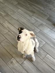 Found/Stray Male Dog last seen Long Glen dr, Houston, TX 77039