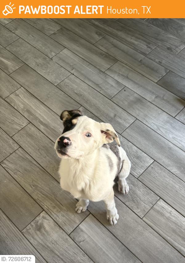 Found/Stray Male Dog last seen Long Glen dr, Houston, TX 77039