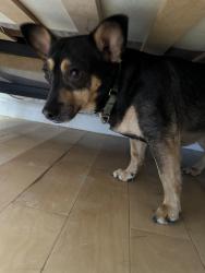 Lost Male Dog last seen King and Brighton , Daly City, CA 94015