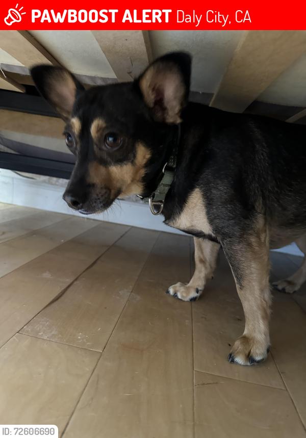 Lost Male Dog last seen King and Brighton , Daly City, CA 94015