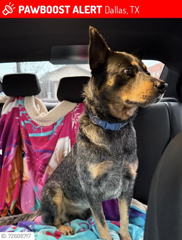 Lost Male Dog last seen Jim miller and Lake June, Dallas, TX 75217