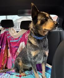 Lost Male Dog last seen Jim miller and Lake June, Dallas, TX 75217