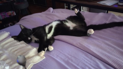 Lost Male Cat last seen Gibson trail and Mullinax, Pickens County, GA 30143