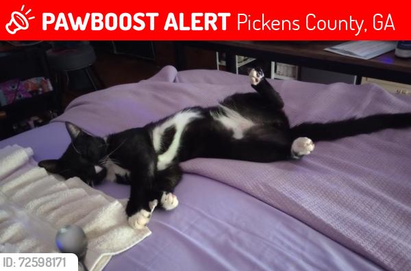 Lost Male Cat last seen Gibson trail and Mullinax, Pickens County, GA 30143