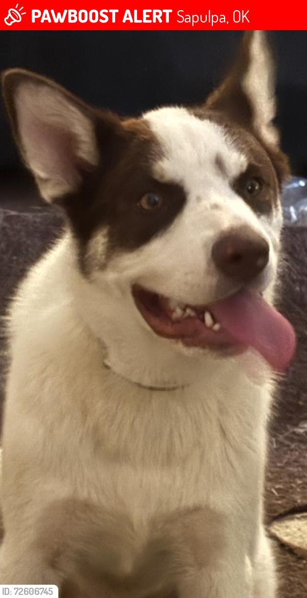 Lost Male Dog last seen 101st and 177 w ave.   Sapulpa , Sapulpa, OK 74066