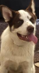Lost Male Dog last seen 101st and 177 w ave.   Sapulpa , Sapulpa, OK 74066