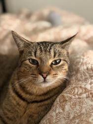Lost Male Cat last seen Overland, Hilltop, Pensacola, FL 32504