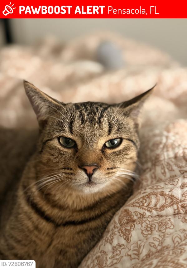 Lost Male Cat last seen Overland, Hilltop, Pensacola, FL 32504