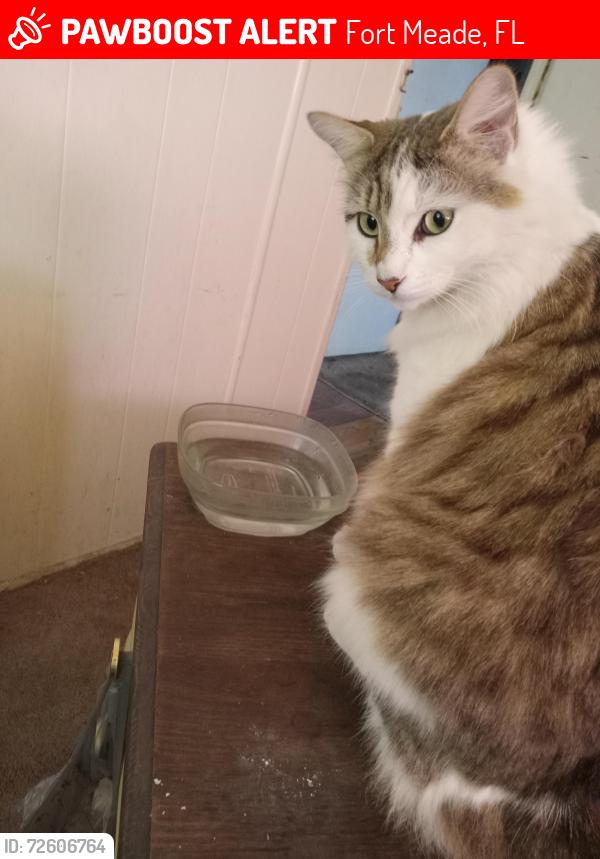 Lost Male Cat last seen bp gas station on us hwy 17 north near sunny acres mobile  park, Fort Meade, FL 33841