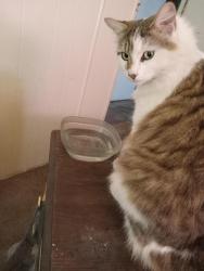 Lost Male Cat last seen bp gas station on us hwy 17 north near sunny acres mobile  park, Fort Meade, FL 33841