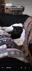Lost Male Cat last seen Tower and Quincy , Aurora, CO 80013