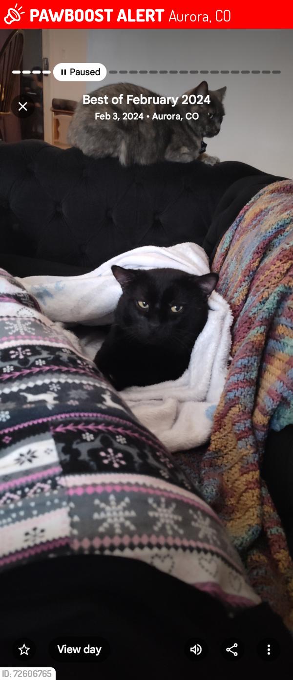 Lost Male Cat last seen Tower and Quincy , Aurora, CO 80013