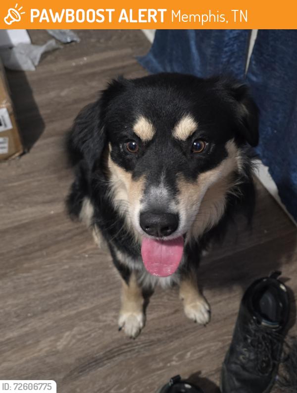 Found/Stray Male Dog last seen Graham and Truman Ave., Memphis, TN 38108
