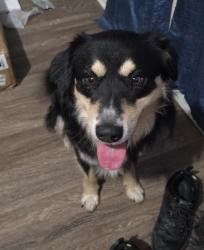 Found/Stray Male Dog last seen Graham and Truman Ave., Memphis, TN 38108