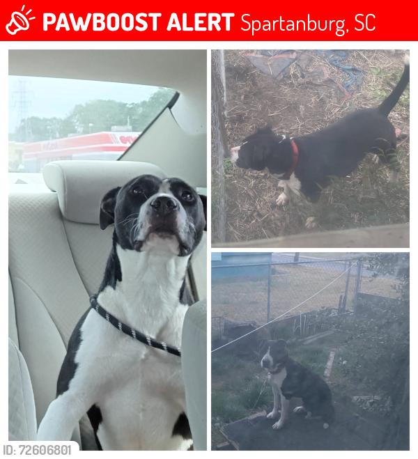 Lost Female Dog last seen Wofford st, arch st, Farley st , Spartanburg, SC 29301