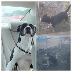 Lost Female Dog last seen Wofford st, arch st, Farley st , Spartanburg, SC 29301