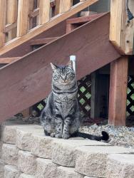 Lost Female Cat last seen Hillcrest Dr in Leucadia, Encinitas, CA 92024