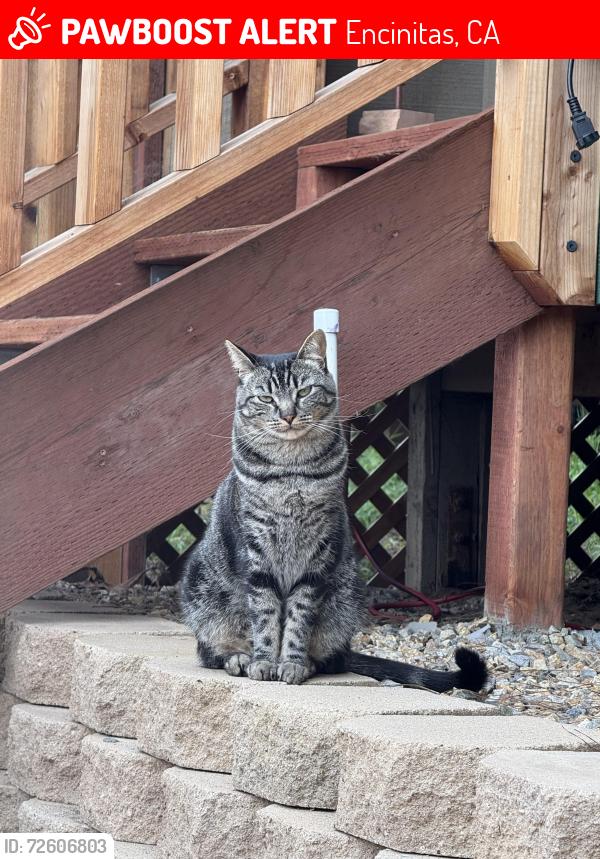 Lost Female Cat last seen Hillcrest Dr in Leucadia, Encinitas, CA 92024