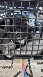 Found/Stray Female Cat last seen Goldeneye Cir, Indianapolis IN 46234, Indianapolis, IN 46234