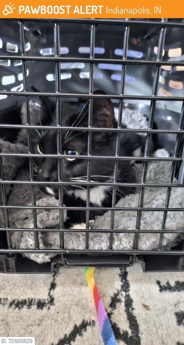 Found/Stray Female Cat last seen Goldeneye Cir, Indianapolis IN 46234, Indianapolis, IN 46234