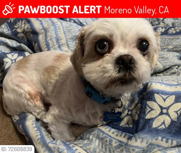 Lost Male Dog last seen Frederick and Eucalyptus, Moreno Valley, CA 92553
