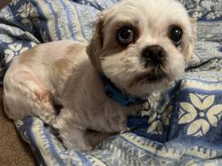 Lost Male Dog last seen Frederick and Eucalyptus , Moreno Valley, CA 92553