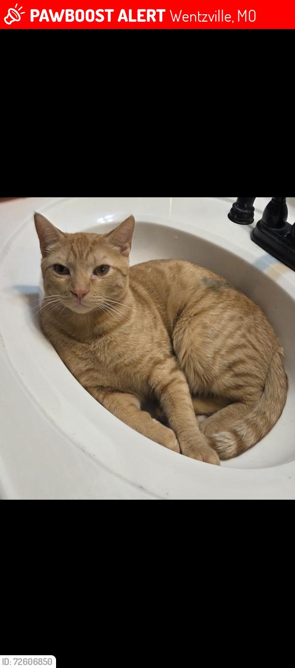 Lost Male Cat last seen Wrausmann Drive & Perry Cate , Wentzville, MO 63385