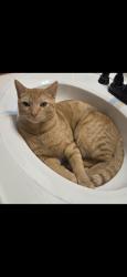 Lost Male Cat last seen Wrausmann Drive & Perry Cate , Wentzville, MO 63385