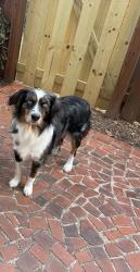 Lost Female Dog last seen Last at Target by Lavista Road and Northlake Parkway, Tucker, GA 30084