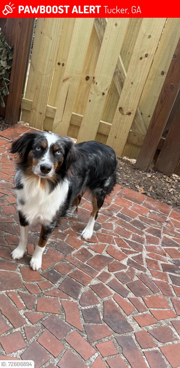 Lost Female Dog last seen Last at Target by Lavista Road and Northlake Parkway, Tucker, GA 30084