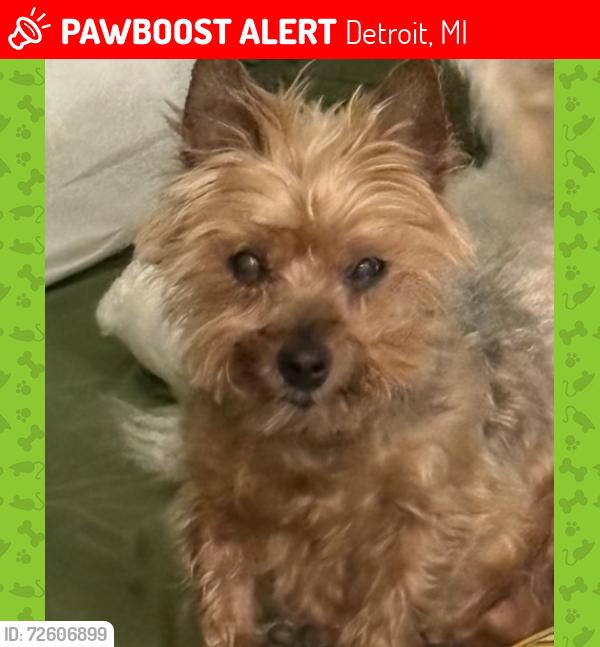 Lost Female Dog last seen 7 Mile and Vassar, Detroit, MI 48235