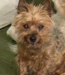 Lost Female Dog last seen 7 Mile and Vassar, Detroit, MI 48235