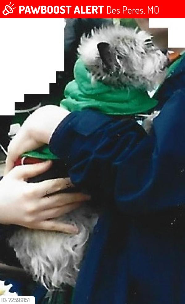 Lost Female Dog last seen Hollyhead Drive, Des Peres, MO 63131