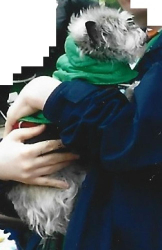 Lost Female Dog last seen Hollyhead Drive, Des Peres, MO 63131