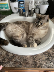 Lost Female Cat last seen NE Hiawatha & Frontage Rd, Moses Lake, WA 98837
