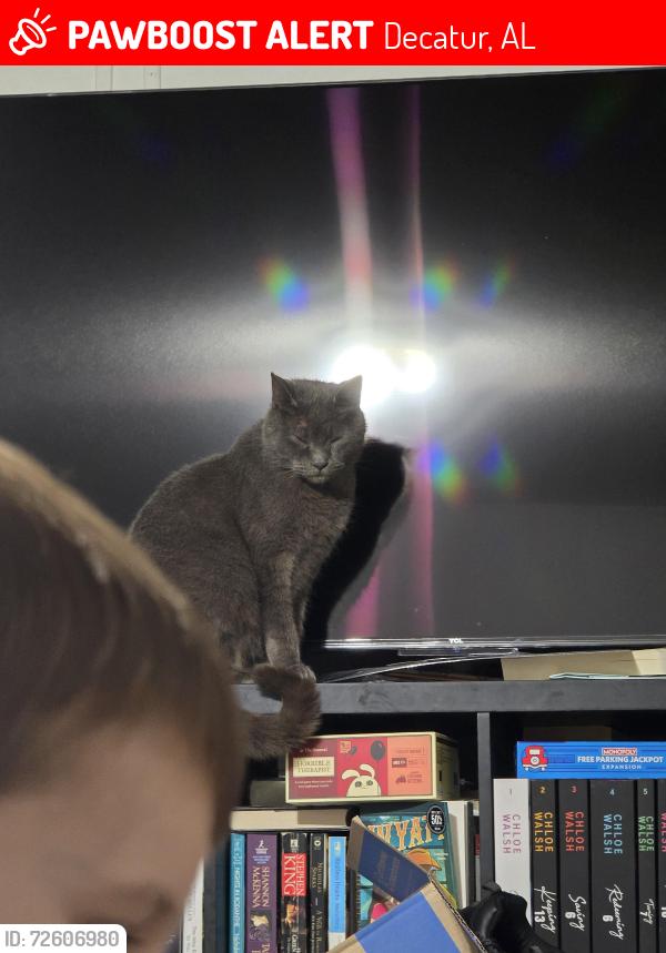 Lost Male Cat last seen Near S Bethel Rd across from Walnut Grove Baptist Church, Decatur, AL 35603